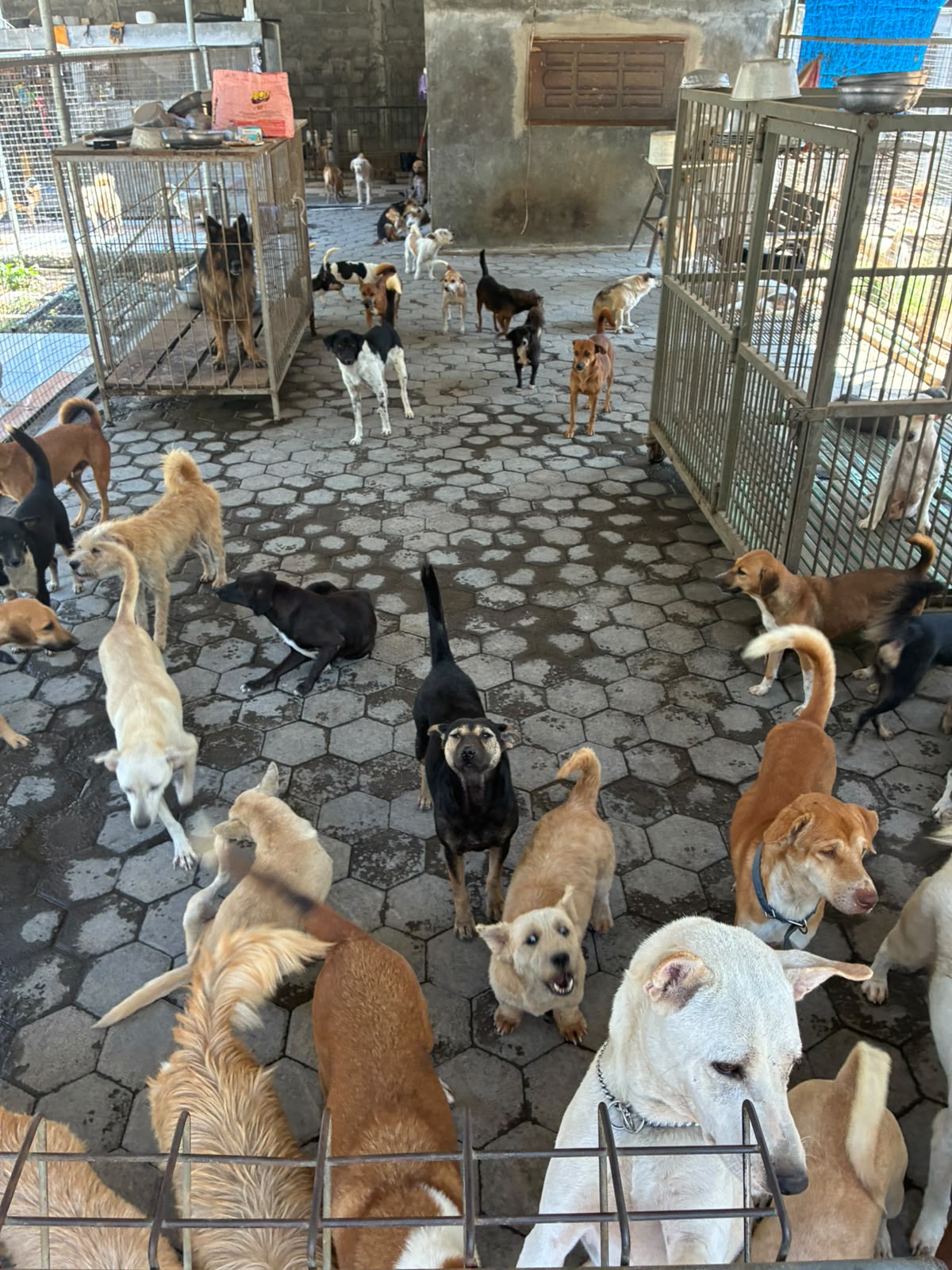 Dogs at RRDC Jogja