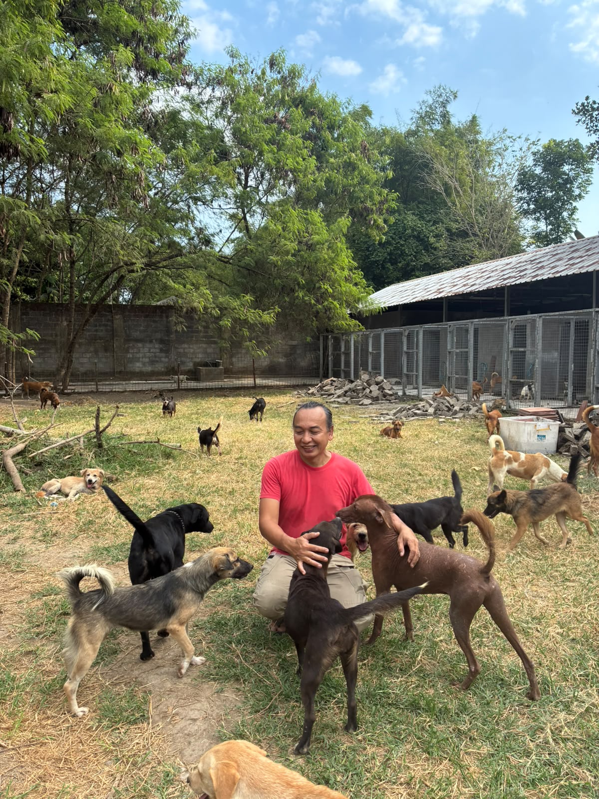 Happy dogs at shelter
