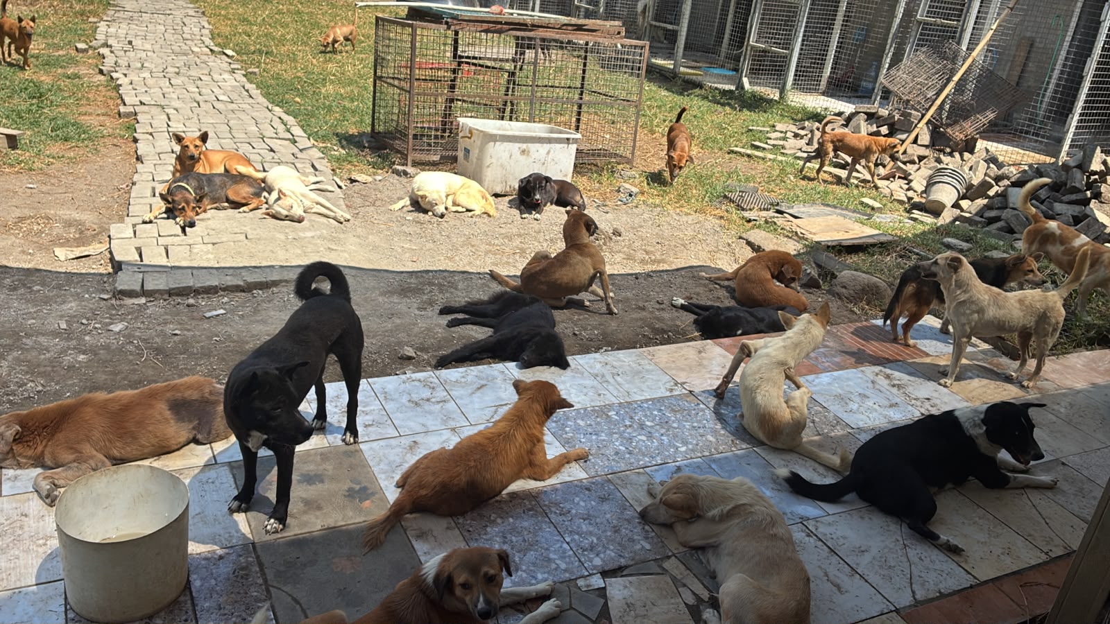 RRDC dogs together