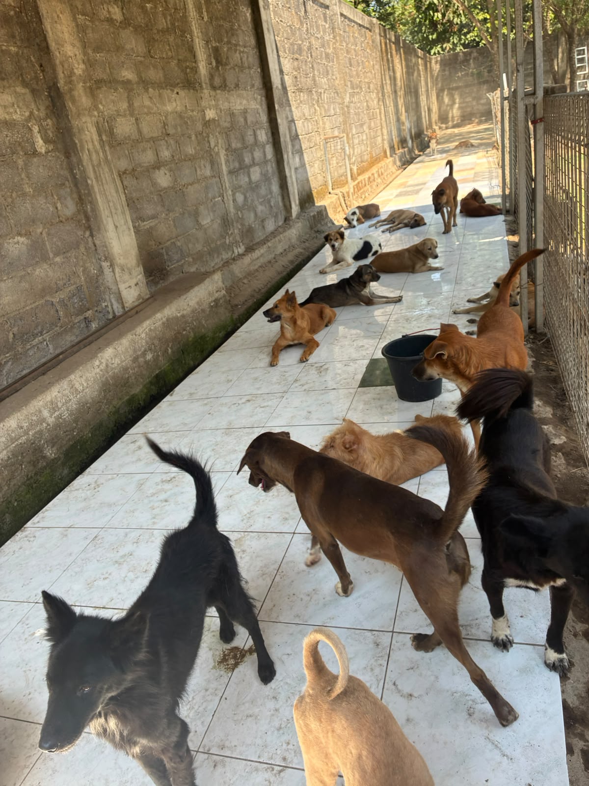 Dogs at RRDC shelter Jogja